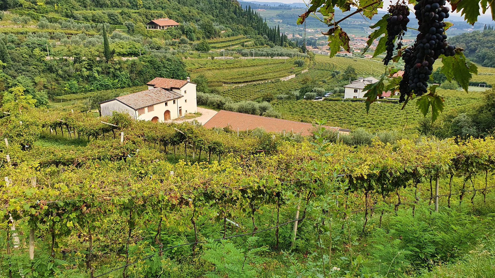 The Valpolicella and Monte del Frà Winery – our grapes: Corvina, Corvinone and Rondinella